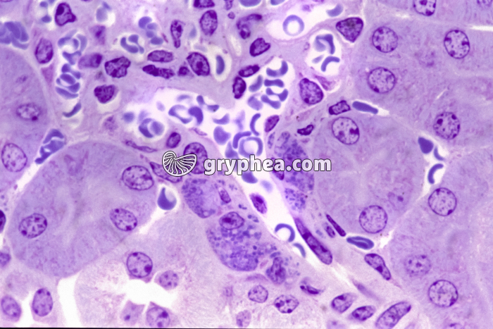 Système juxtaglomérulaire (rein, détail du cortex rénal) x320 - gryphea.com